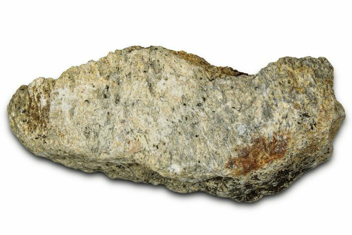 Dinosaur (Triceratops) Frill Shield Section - Montana #348075